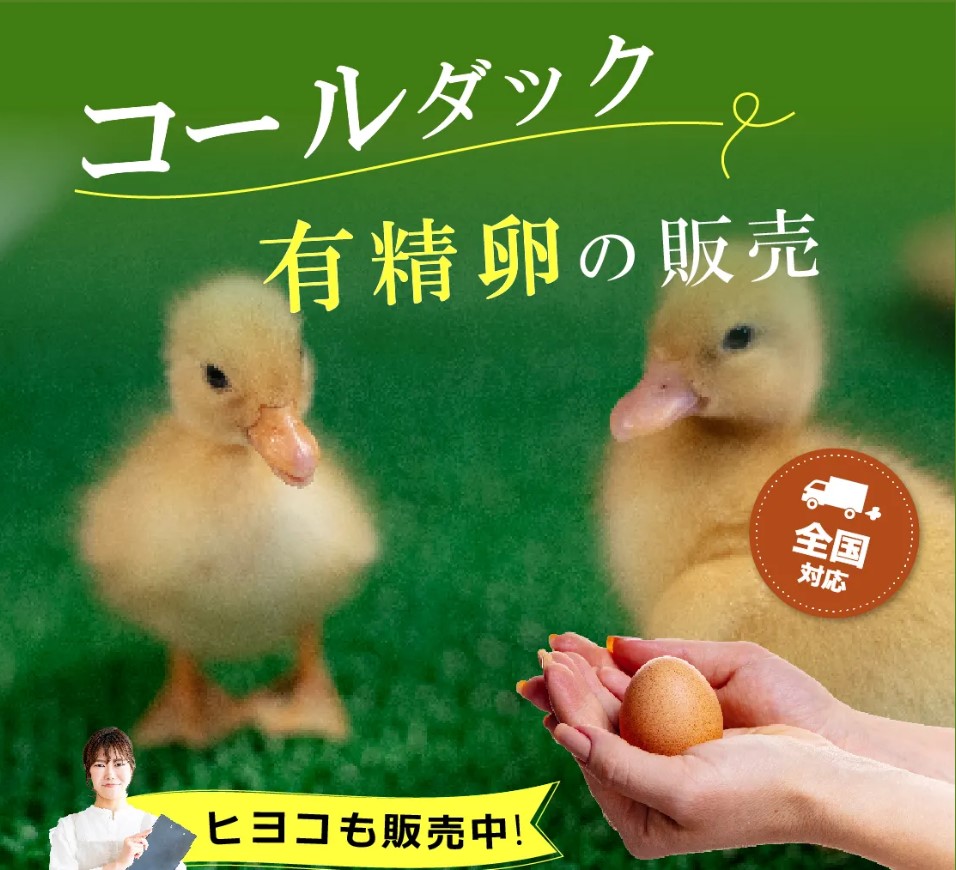 コールダック有精卵の販売（たまごから育てる）全国対応/LINE